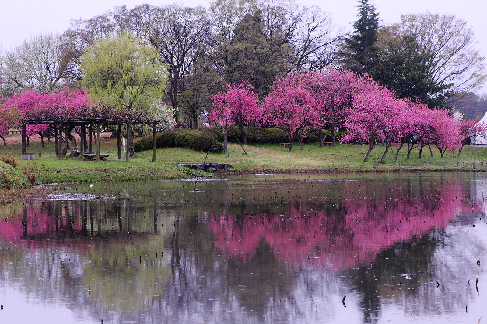 第41回古河桃まつり フォトアルバム こがナビ|古河市観光協会